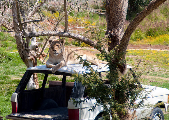 Wild Animal Park70