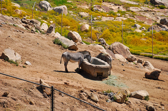 Wild Animal Park83