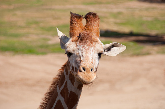 Wild Animal Park86