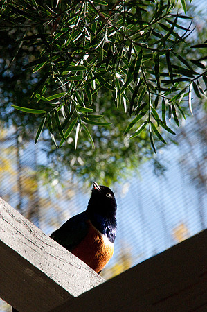Wild Animal Park3