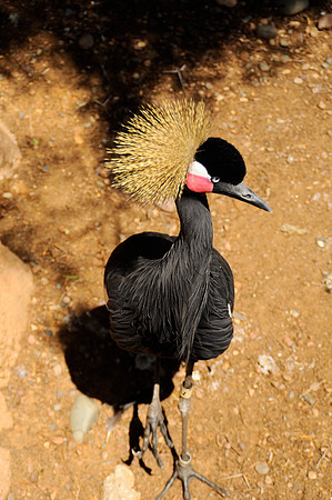 Wild Animal Park78