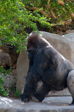 Wild Animal Park36