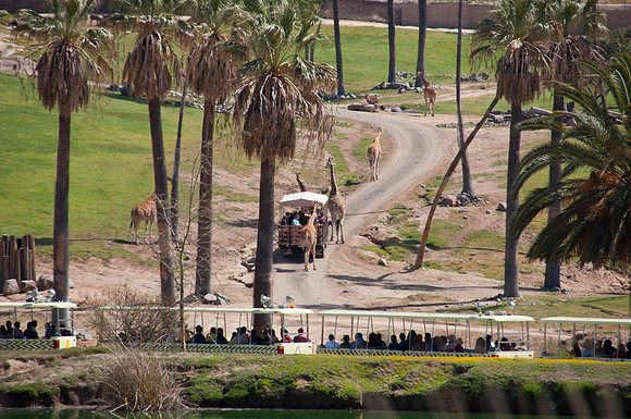 Wild Animal Park91