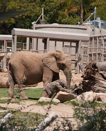 Wild Animal Park62