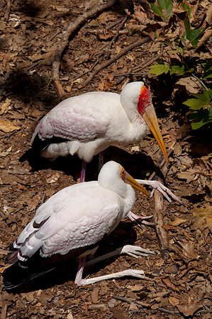 Wild Animal Park60
