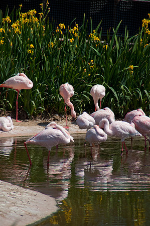 Wild Animal Park75