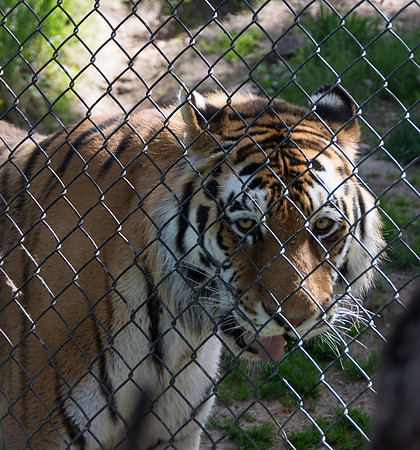 HLM_2572tiger