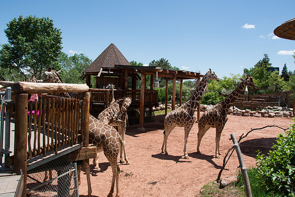 HLM_2440 giraffes