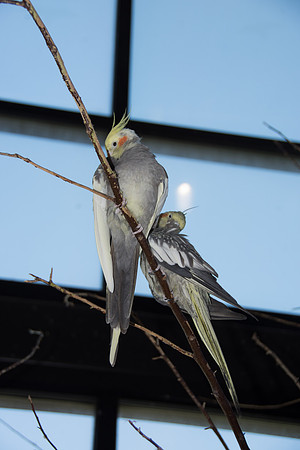 HLM_2528birds