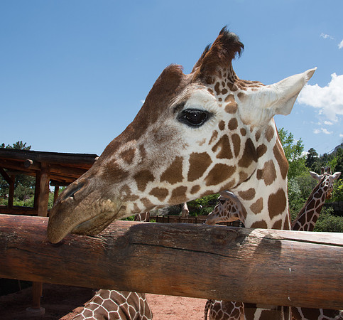HLM_2437giraffe