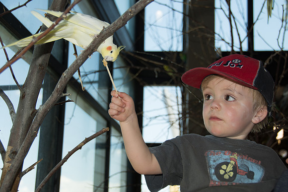 Anderson feeding Cockatiel