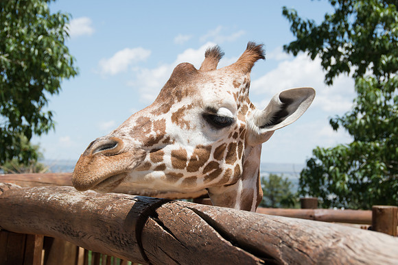 HLM_2445giraffe