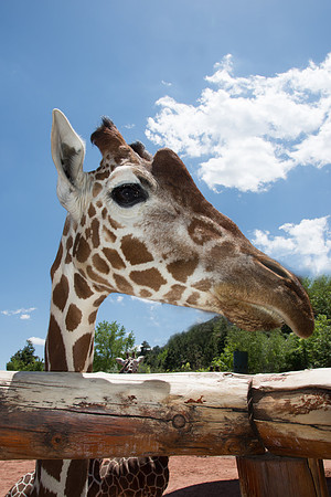 HLM_2439giraffe