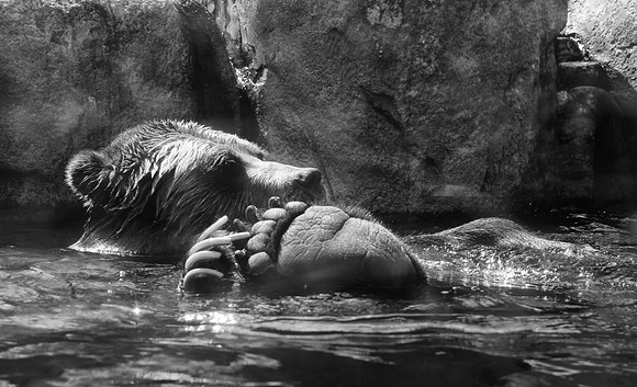 HLM_2609 bear BW