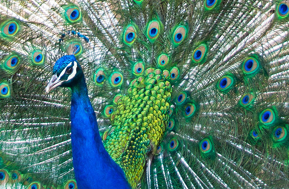 HLM_2648 Peacock crop