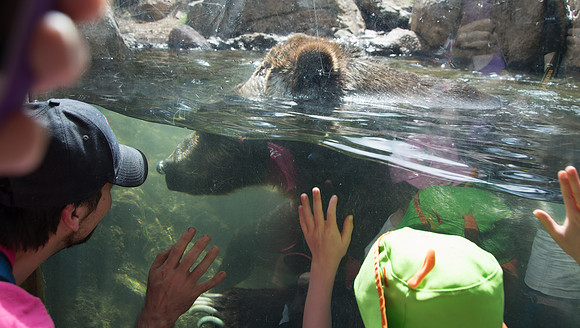 HLM_2597bear