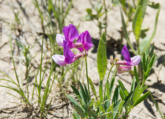 Pink Desert flower