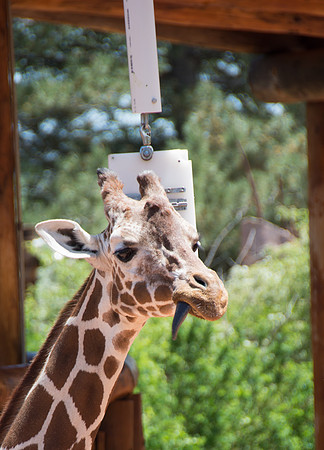 HLM_2443giraffe