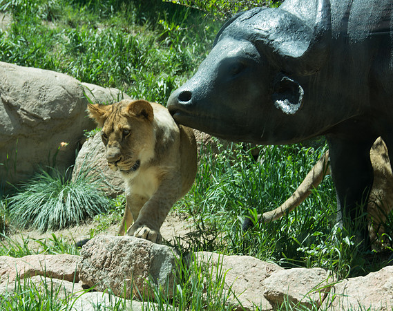 HLM_2460lion