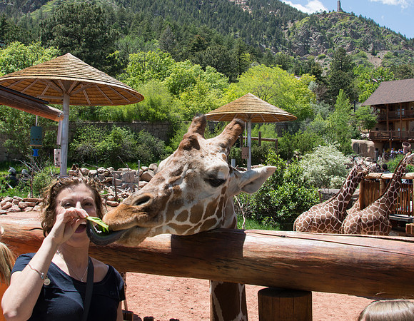 HLM_2422 giraffe H