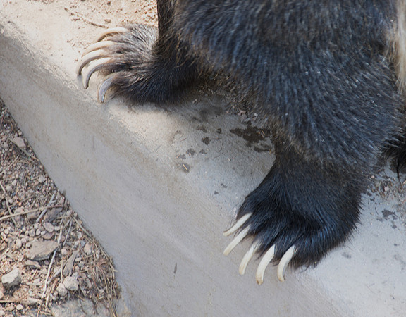 HLM_2596 bear