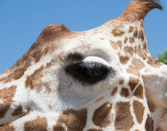 HLM_2448 giraffe close