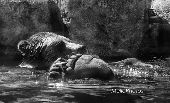 HLM_2609 bear BW Logo