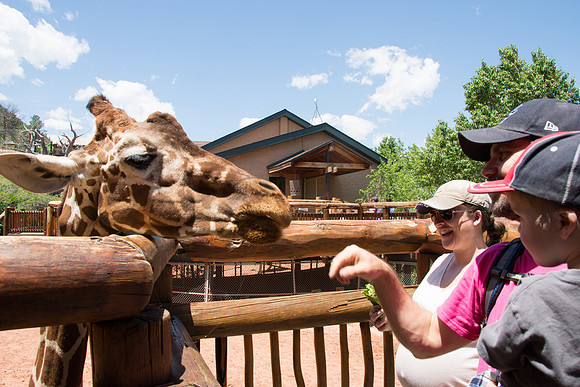 HLM_2410 giraffe
