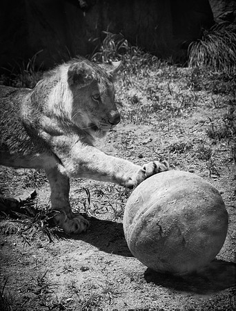 HLM_2466 Lion BW ball3