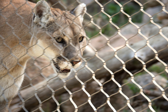 HLM_2638 mnt lion