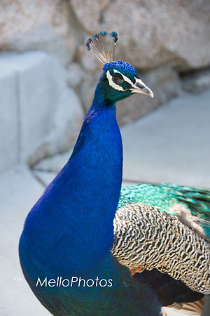 HLM_2652 Peacock Logo