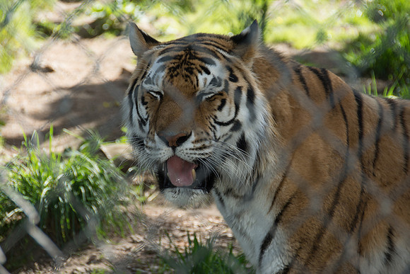 HLM_2582tiger