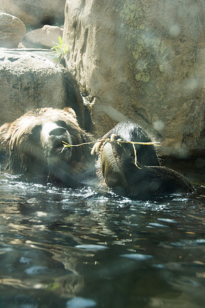 HLM_2607 bear