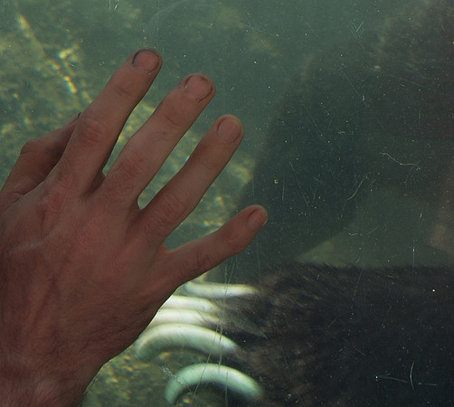 HLM_2597 claws