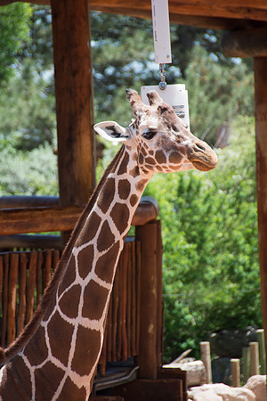 HLM_2442giraffe