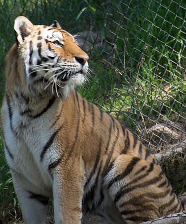 HLM_2571 tiger