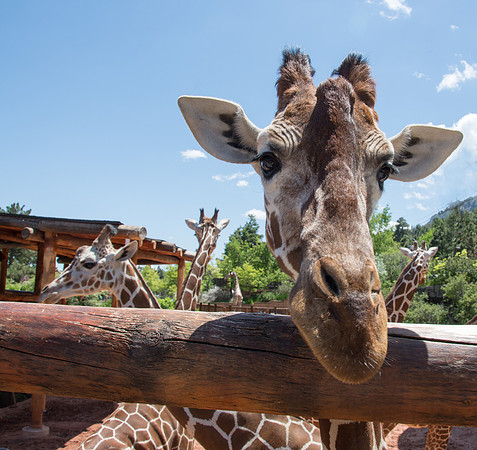 HLM_2438giraffes