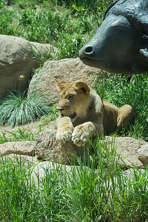 HLM_2461 lion