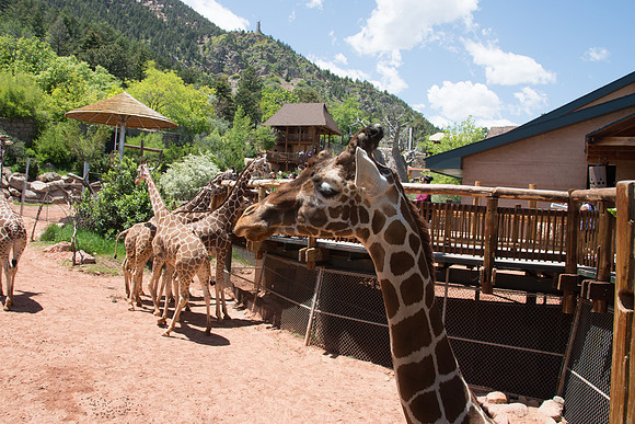 HLM_2431 Giraffes