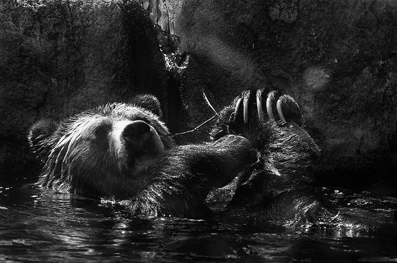 HLM_2608 Bear BW