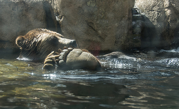 HLM_2609.bear