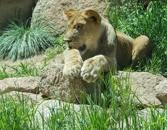 HLM_2461 lion crop