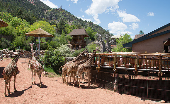 HLM_2430 giraffes