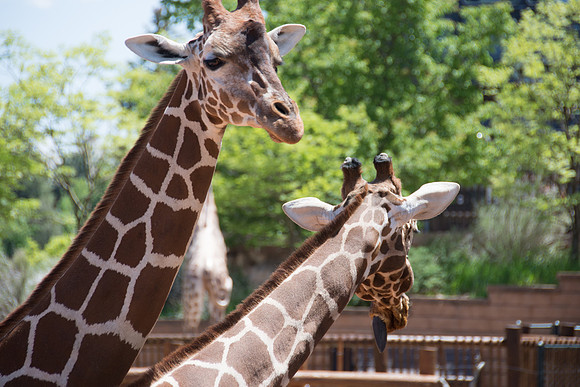 HLM_2441giraffes