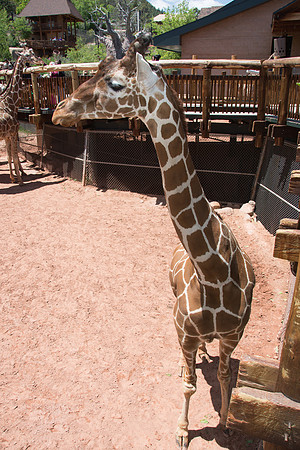 HLM_2432 giraffes