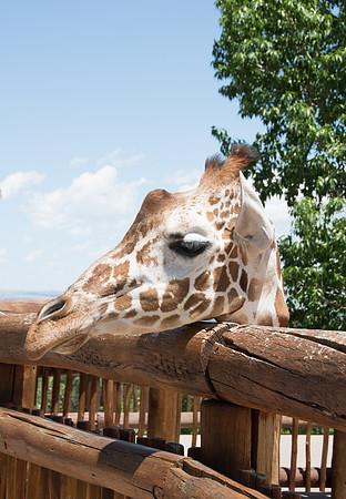 HLM_2446 giraffe