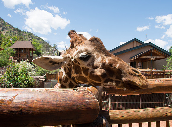 HLM_2409 giraffe