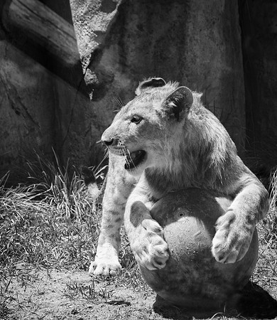 HLM_2464Lion BW ball