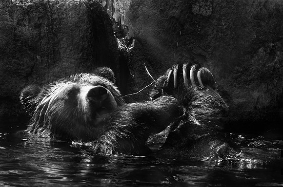 HLM_2608 bear BW