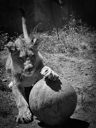 HLM_2465 Lion Ball BW2